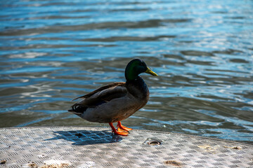 Detailed Close-up of a Green-Headed Duck by the Lake