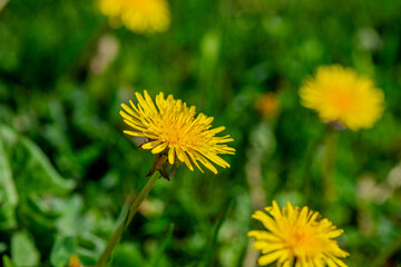 Macro Details of Dandelion Blossoms