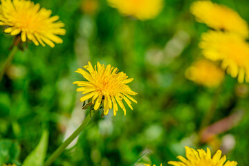 Macro Details of Dandelion Blossoms