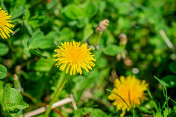 Macro Details of Dandelion Blossoms