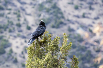 A wild black raven (Corvus corax) sits on the top of a juniper tree, turning its head, and looks at the camera in spring against the background of a high mountain slope overgrown with coniferous trees