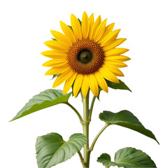 Obraz premium Vibrant yellow sunflower, single stem, green leaves