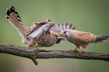 Common kestrel (Falco tinnunculus). Kestrel transferring prey between beak and talons. Branch in green meadow setting. Sharp interaction caught in dramatic symmetry.