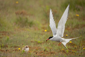 Arctic tern (Sterna paradisaea). Tern delivering fish in mid-air flight. Coastal meadow with hidden chick in grass. Wingspan and movement frozen in glowing daylight.