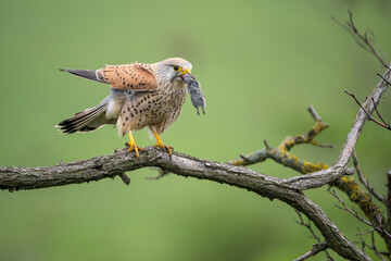 Common kestrel (Falco tinnunculus). Falcon holding vole in sharp talons. Perched on dry branch in open field. Bright green background and prey create a vivid predator scene.