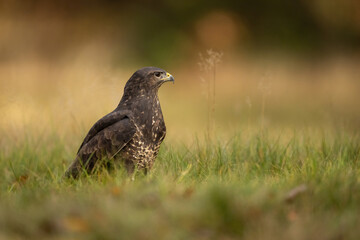 Common buzzard (Buteo buteo). Buzzard standing alert in tall grass. Edge of open clearing with...