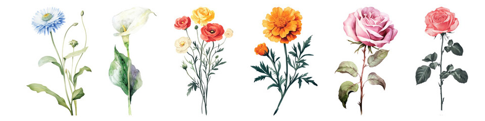 Obraz premium PNG Colorful floral vintage illustration, element set on transparent background