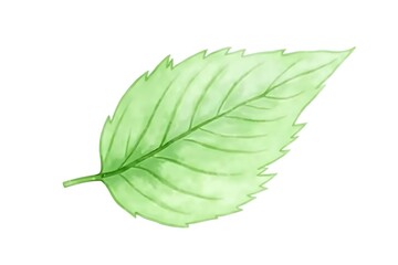 Obraz premium Watercolor leaf, green botanical element, isolated on a white background