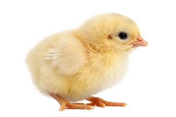 Fototapeta premium baby chicken isolated on white background