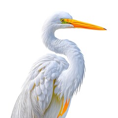 Fototapeta premium Elegant white bird with long neck, orange beak, and yellow legs against a white background