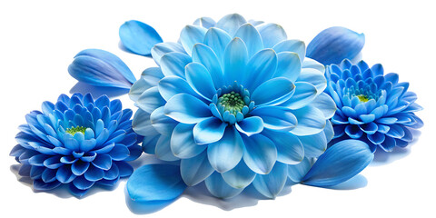 Obraz premium blue flowers and petals isolated on white background PNG