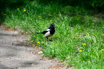 a magpie on a green grass