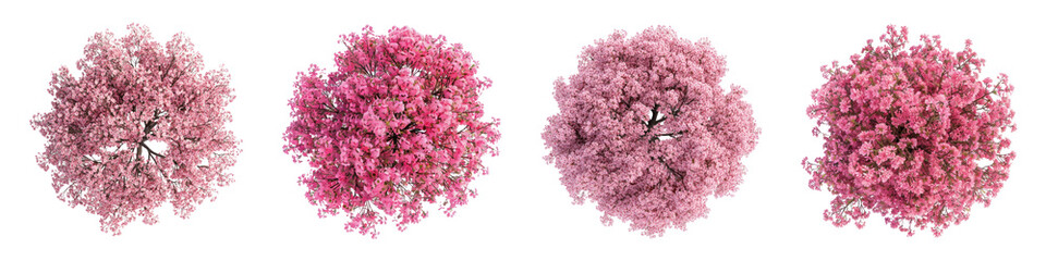 Obraz premium PNG Vibrant pink cherry blossoms overhead, element set on transparent background