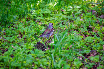 the fieldfare bird perching on green grass