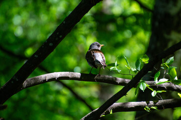 the fieldfare bird perching on a tree branch