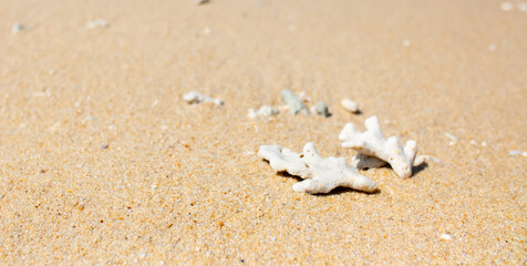 Corals on the sand on the seashore. Seascape background, sandy shore with corals and shells.