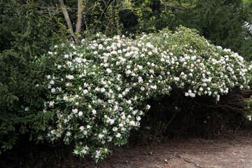Clumber Flowers II