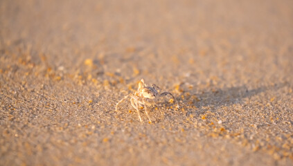 A crab on the beach is running on the white sand. Exotic animals in the resorts of tropical islands. The concept of a beach holiday in the tropics.