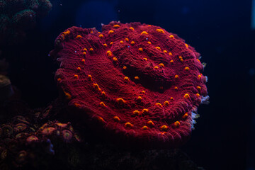 Coral Chalice Golden Eye in Reef Tank Macro Texture