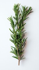 Herbal detail with green rosemary leaves high resolution picture