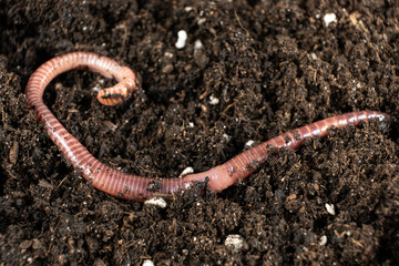 Close-Up of Compost Worm in Organic Garden Soil