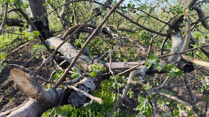 apple orchard, apple trees, trees in rows, road of apple trees, apple orchard in spring, blossom, garden, nature, grass, sky, tree, green, plant, spring, leaf, summer, blue, forest, landscape, leaves,