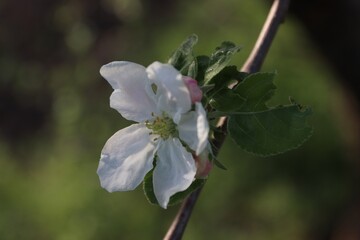 apple blossom flowers, apple blossom close-up, apple tree blossom, apple tree, spring, flower, tree, blossom, nature, apple, branch, white, flowers, bloom, plant, cherry, garden, beauty, leaf, bloomin