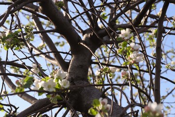 apple blossom flowers, apple blossom close-up, apple tree blossom, apple tree, spring, flower, tree, blossom, nature, apple, branch, white, flowers, bloom, plant, cherry, garden, beauty, leaf, bloomin