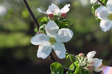 Obraz premium apple tree blossom, apple blossom flowers, apple blossom close-up, apple tree blossom, apple tree, 