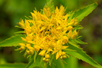 Medicinal plant Golden root, Rhodiola rosea. The fat family. 
Rhodiola rosea in the form of tea is used to relieve fatigue, overwork, to increase efficiency and endurance.