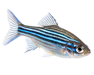 Obraz premium zebrafish close up on white background