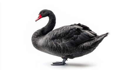 Fototapeta premium Black swan standing gracefully on white background, detailed feathers and red beak.