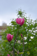 Magnolia soulangeana 'Rustica Rubra' young blooming tree with crimson color flowers and buds. Gardening concept.Free copy space.
