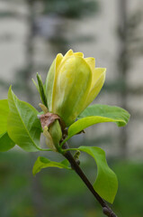 Flowering magnolia 'Yellow Bird' (Magnolia acuminata).Closeup photo blooming flower ,bud and fresh green leaves. Growing magnolia tree concept.