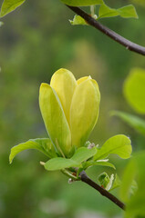 Magnolia' Yellow Bird' branch with blooming flower and fresh green young leaves against natural blurred garden background. Growing magnolia tree concept.Free copy space.