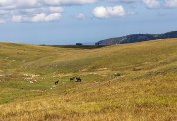 Fototapeta premium nature park, horse grazing on pastures with sparse vegetation autumn period in nature