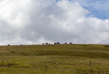 Fototapeta premium nature park, horse grazing on pastures with sparse vegetation autumn period in nature