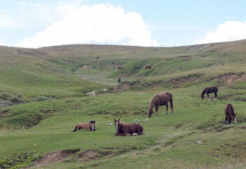 nature park, horse grazing on pastures with sparse vegetation autumn period in nature