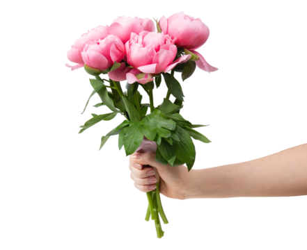 A woman's hand holds a bouquet of pink peonies, no background, isolated object for design - Powered by Adobe