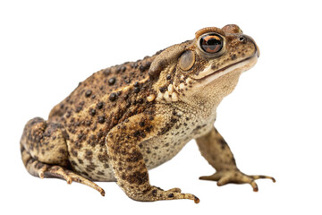 Fototapeta premium toad , isolated on transparent background - generated by ai