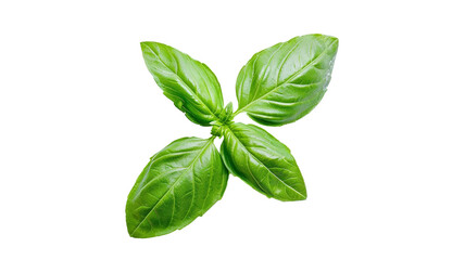 Cluster of vibrant green basil leaves with prominent veins and a fresh appearance. isolated on transparent background.
