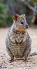 Naklejka premium The camera captures the quokka from the head to the middle of the torso
