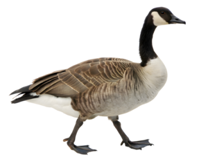 The canadian goose isolated on white background 