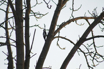 branches of a tree