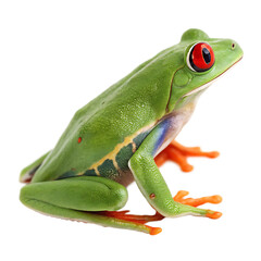 back view of a red eyed tree frog isolated on a white background, PNG