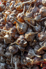 Pile of fresh garlic bulbs with stems in sunlight