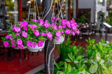 Vibrant pink petunias in hanging pots adorn outdoor cafe garden