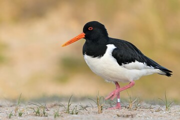 Eurasian oystercatcher haematopus ostralegus bird rain water in pond wetland wading shorebirds waders young nature wildlife cute darling, beautiful animal, ornithology, fauna wildlife Europe