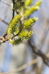 Trees sprout new leaves in spring. Sunny day in April