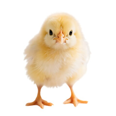 Obraz premium Baby chick, fluffy yellow feathers, soft downy texture